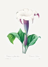 Thorn apple by <a href="https://www.rawpixel.com/search/redoute?sort=curated&amp;page=1">Pierre-Joseph Redout&eacute;</a> (1759&ndash;1840). Original from Biodiversity Heritage Library. Digitally enhanced by rawpixel.