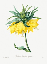 Kaiser&#39;s crown by <a href="https://www.rawpixel.com/search/redoute?sort=curated&amp;page=1">Pierre-Joseph Redout&eacute;</a> (1759&ndash;1840). Original from Biodiversity Heritage Library. Digitally enhanced by rawpixel.