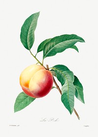 Peach fruit on a branch by <a href="https://www.rawpixel.com/search/redoute?sort=curated&amp;page=1">Pierre-Joseph Redout&eacute;</a> (1759&ndash;1840). Original from Biodiversity Heritage Library. Digitally enhanced by rawpixel.