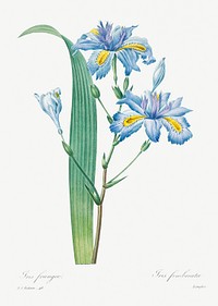 Shaga by <a href="https://www.rawpixel.com/search/redoute?sort=curated&amp;page=1">Pierre-Joseph Redout&eacute;</a> (1759&ndash;1840). Original from Biodiversity Heritage Library. Digitally enhanced by rawpixel.