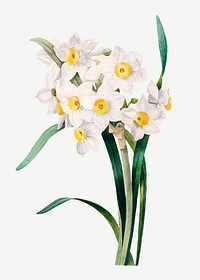 Chinese sacred lily flower psd botanical illustration, remixed from artworks by Pierre-Joseph Redout&eacute;