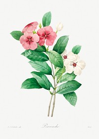 Periwinkle by <a href="https://www.rawpixel.com/search/redoute?sort=curated&amp;page=1">Pierre-Joseph Redout&eacute;</a> (1759&ndash;1840). Original from Biodiversity Heritage Library. Digitally enhanced by rawpixel.