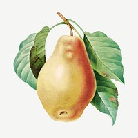 Pear fruit on branch psd botanical illustration, remixed from artworks by Pierre-Joseph Redout&eacute;