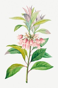 Redvein enkianthus flower psd botanical illustration, remixed from artworks by Pierre-Joseph Redout&eacute;