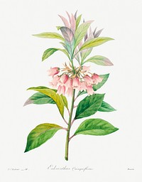 Redvein enkianthus by <a href="https://www.rawpixel.com/search/redoute?sort=curated&amp;page=1">Pierre-Joseph Redout&eacute;</a> (1759&ndash;1840). Original from Biodiversity Heritage Library. Digitally enhanced by rawpixel.