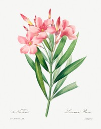 Oleander by <a href="https://www.rawpixel.com/search/redoute?sort=curated&amp;page=1">Pierre-Joseph Redout&eacute;</a> (1759&ndash;1840). Original from Biodiversity Heritage Library. Digitally enhanced by rawpixel.