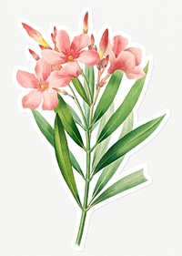 Oleander flower sticker design resource 