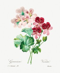 Cranesbill by <a href="https://www.rawpixel.com/search/redoute?sort=curated&amp;page=1">Pierre-Joseph Redout&eacute;</a> (1759&ndash;1840). Original from Biodiversity Heritage Library. Digitally enhanced by rawpixel.