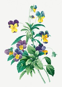 Wild pansy flower psd botanical illustration, remixed from artworks by Pierre-Joseph Redout&eacute;