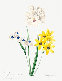 Corn lily by <a href="https://www.rawpixel.com/search/redoute?sort=curated&amp;page=1">Pierre-Joseph Redout&eacute;</a> (1759&ndash;1840). Original from Biodiversity Heritage Library. Digitally enhanced by rawpixel.