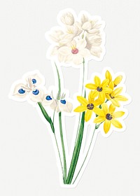 Corn lily flower sticker design resource 