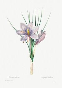 Autumn crocus by Pierre-Joseph Redout&eacute; (1759&ndash;1840). Original from Biodiversity Heritage Library. Digitally enhanced by rawpixel.
