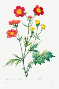Red avens by <a href="https://www.rawpixel.com/search/redoute?sort=curated&amp;page=1">Pierre-Joseph Redout&eacute;</a> (1759&ndash;1840). Original from Biodiversity Heritage Library. Digitally enhanced by rawpixel.