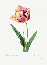 Tulip by <a href="https://www.rawpixel.com/search/redoute?sort=curated&amp;page=1">Pierre-Joseph Redout&eacute;</a> (1759&ndash;1840). Original from Biodiversity Heritage Library. Digitally enhanced by rawpixel.