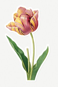 Tulip flower sticker design resource 