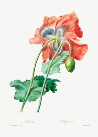 Poppy by <a href="https://www.rawpixel.com/search/redoute?sort=curated&amp;page=1">Pierre-Joseph Redout&eacute;</a> (1759&ndash;1840). Original from Biodiversity Heritage Library. Digitally enhanced by rawpixel.