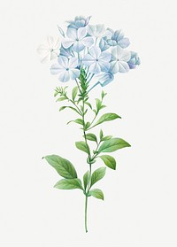Plumbago flower psd botanical illustration, remixed from artworks by Pierre-Joseph Redout&eacute;