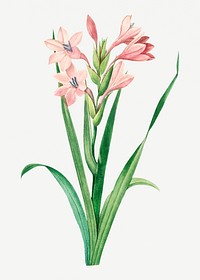 Sword lily flower psd botanical illustration, remixed from artworks by Pierre-Joseph Redout&eacute;