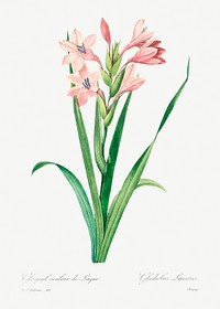 Sword lily by <a href="https://www.rawpixel.com/search/redoute?sort=curated&amp;page=1">Pierre-Joseph Redout&eacute;</a> (1759&ndash;1840). Original from Biodiversity Heritage Library. Digitally enhanced by rawpixel.