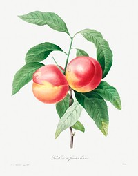 Peaches on a branch by <a href="https://www.rawpixel.com/search/redoute?sort=curated&amp;page=1">Pierre-Joseph Redout&eacute;</a> (1759&ndash;1840). Original from Biodiversity Heritage Library. Digitally enhanced by rawpixel.