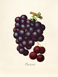 Antique illustration of raisins