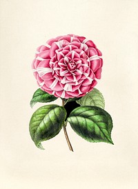 Antique illustration of flower