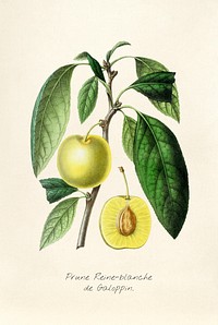 Antique illustration of Prune Reine-blanche de Galoppin