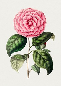 Antique illustration of Camellia Japonica Linn var Augustina superba