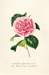 Antique illustration of camellia japonica. linn. var. grand duc constantin