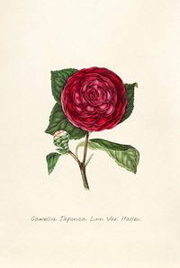 Antique illustration of Camellia japonica. linn. var. halleii