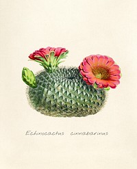 Antique illustration of Echinocactus cinnabarinus