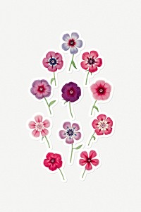 Hand drawn colorful phlox flower sticker with a white border set