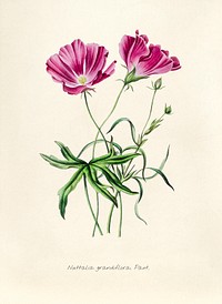 Antique illustration of Nuttalia grandiflora paxt