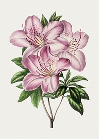 Antique illustration of Rhododendron azalea hort