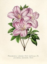 Antique illustration of Rhododendron azalea hort ledifolium ds var setasa baarbata hort