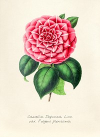 Antique illustration of Camellia japonica linn var fulgens plenissima