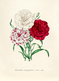 Antique illustration of Dianthus caryophilus linn var