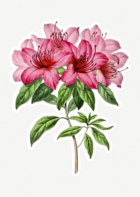 Hand drawn pink azalea flower sticker with a white border