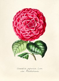 Antique illustration of Camellia japonica linn var mathotiana