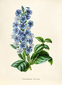 Antique illustration of Eranthemum strictum