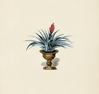 Antique illustration of plant in a pot
