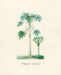 Antique illustration of Papayer Commun