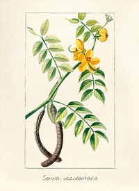 Antique illustration of Senna Occidentalis