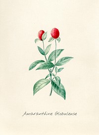 Antique illustration of Amaranthine Globuleuse 