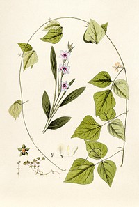 Antique illustration of Floral