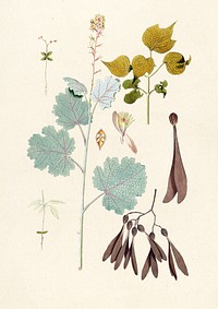 Antique illustration of floral