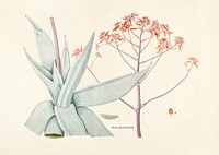 Antique illustration of Aloe Paniculate