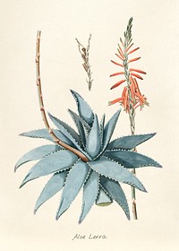 Antique illustration of aloe lerra