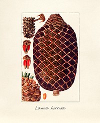 Antique illustration of lamia horrida