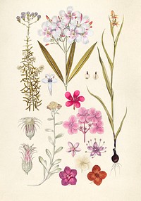 Antique illustration of floral